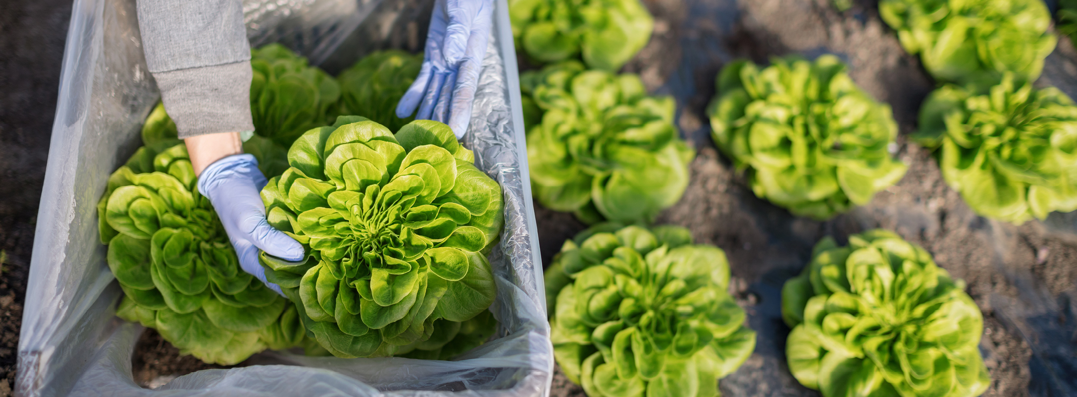 harvesting produce in biodegradable crate liner