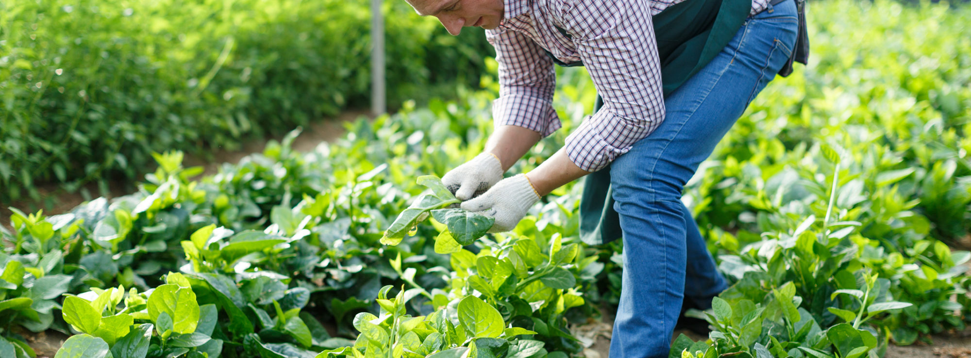 Farmer harvesting lettuce