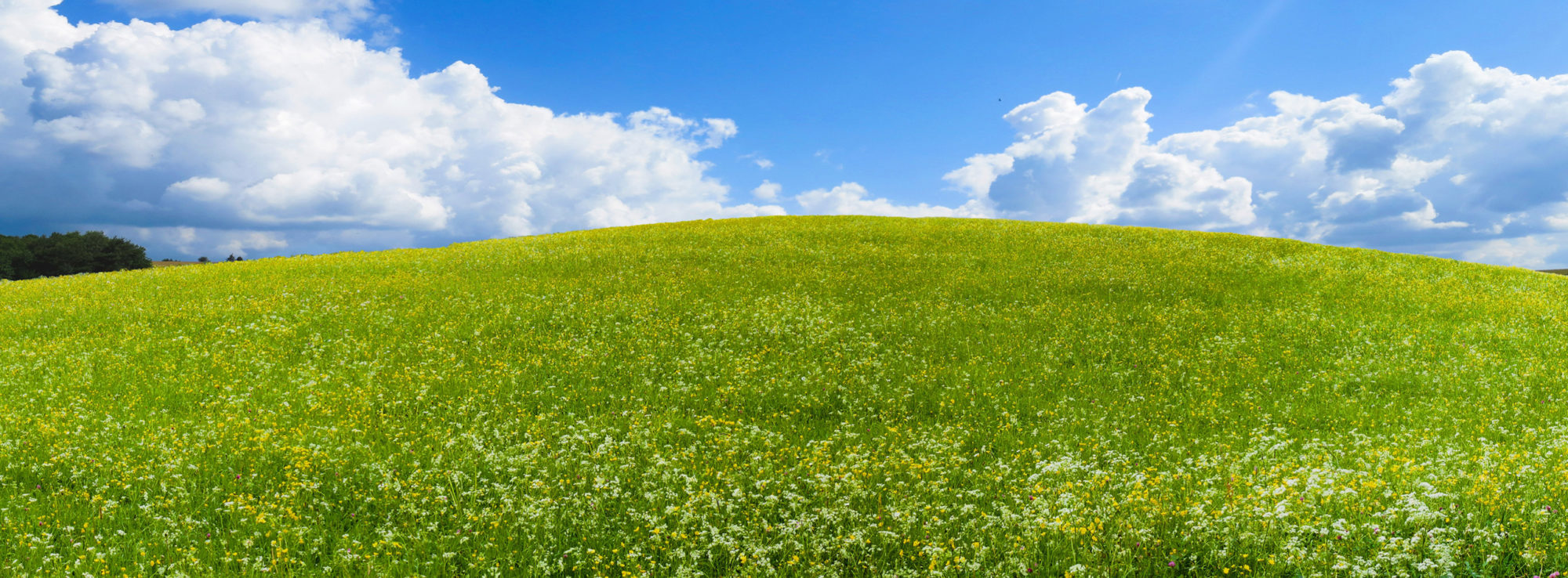 image of green pasture with blue skies and fluffy white clouds
